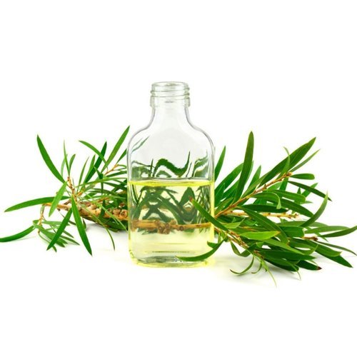 Melaleuca Leucadendra Leaves Cajeput Oil