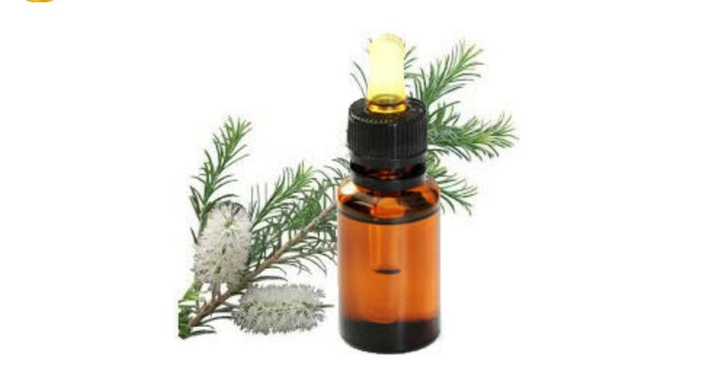 Melaleuca Cajeputi Leaf Organic Cajeput Oil