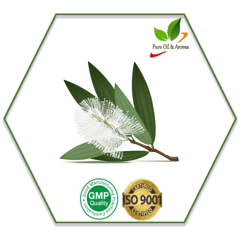 Melaleuca Cajeputi Leaves And Twigs Cajeput Oil