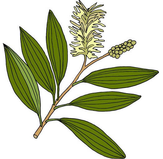 Cosmetic Cajeput Oil
