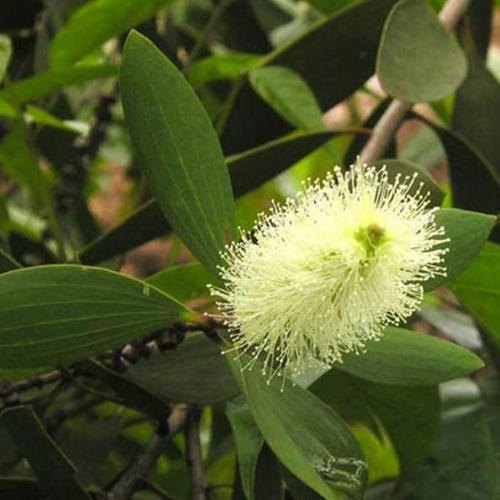 Leaf Cajeput Oil