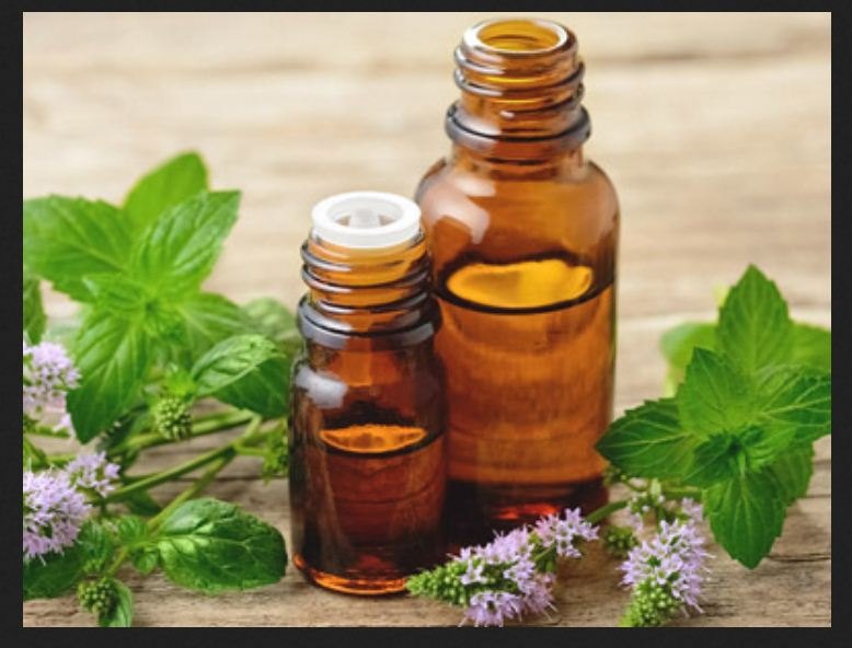 Mentha Arvensis Essential Oil