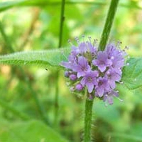 KATYANI EXPORTS Cornmint Oil