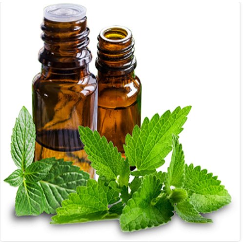 Characteristic Odour Mentha Arvensis Oil