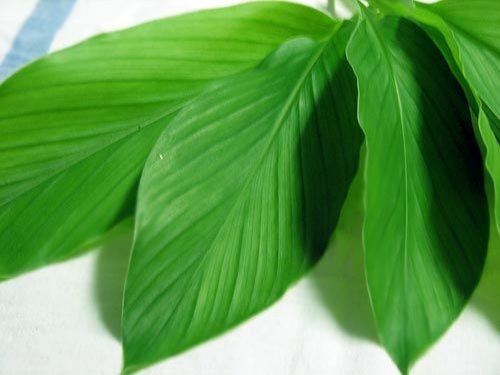 Aromax Steam Distillation Turmeric Leaf Oil for Pharma, Packaging Type: Aluminium Bottle