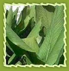 Turmeric Leaf Oil, Turmeric Oil (curcuma Longa)