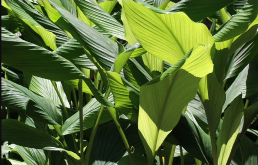 Steam Distillation Turmeric Leaf Oil, For Food, Packaging Size: 200