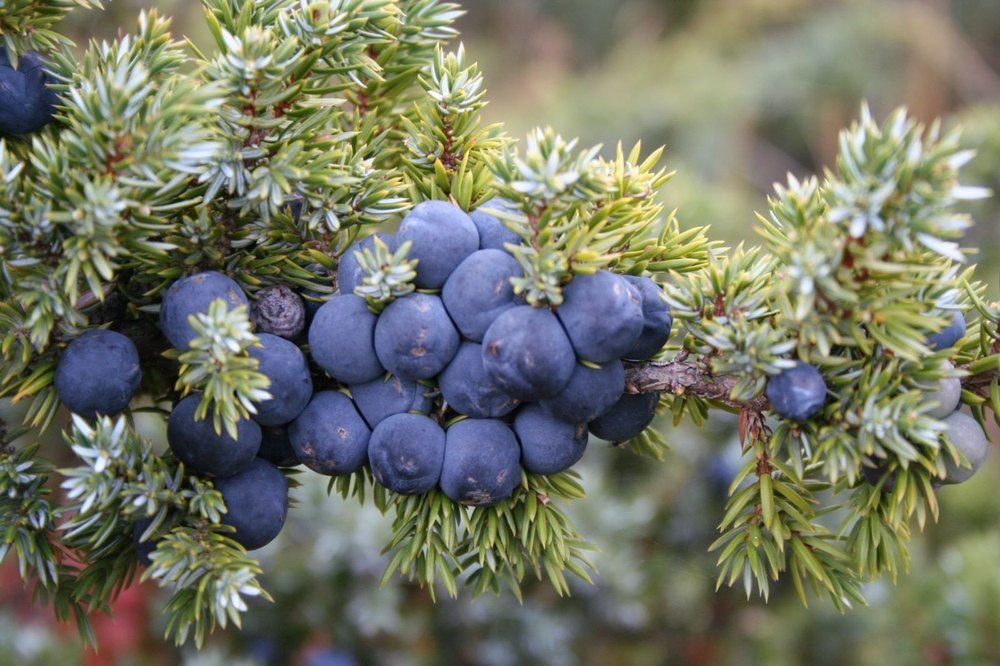 Juniperus Communis Extract