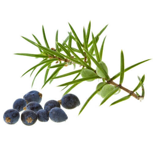 Juniper Berry Essential Oil