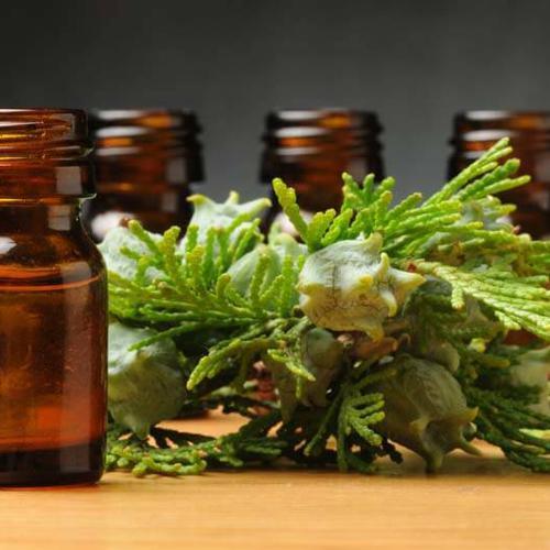 Cupressus Sempervirens Cupressaceae Cypress Oil