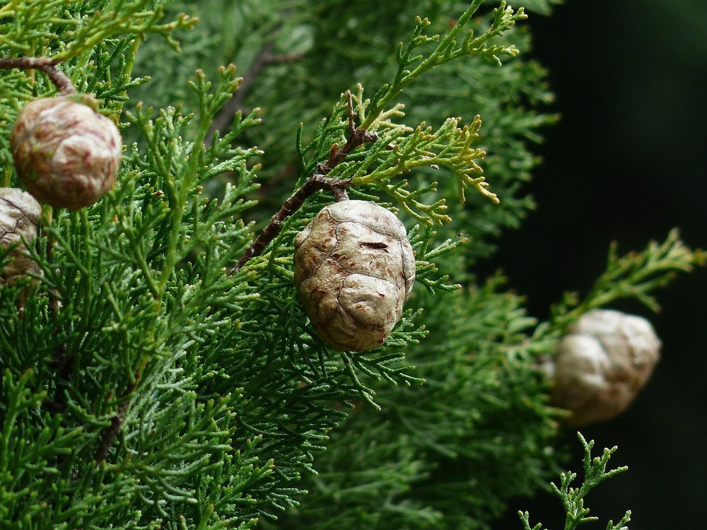 Cypress Oil