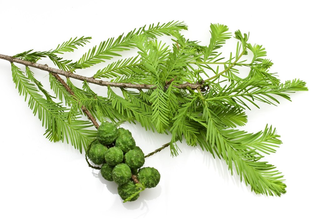 100 % Cypress Organic Oil, For Diffuser