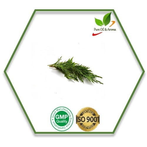 Sweet Cypress Oil, For Aromatherapy