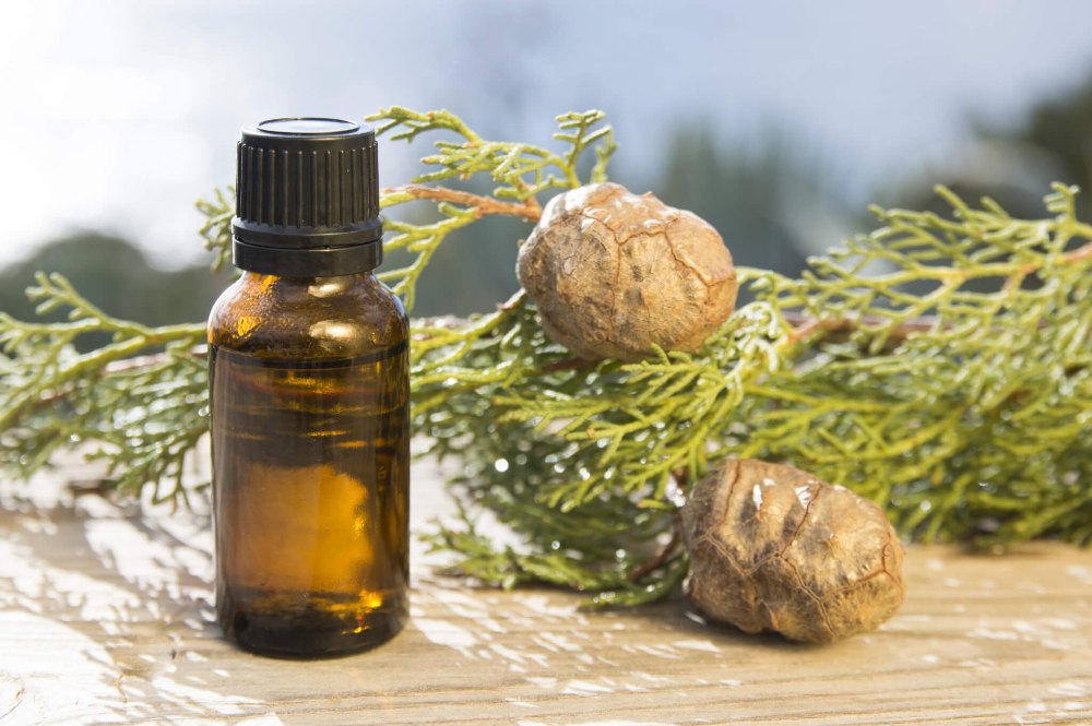 Cupressus sempervirens Cupressaceae Cypress Oil, Packaging Type: 25 Kg Hdpe Drum
