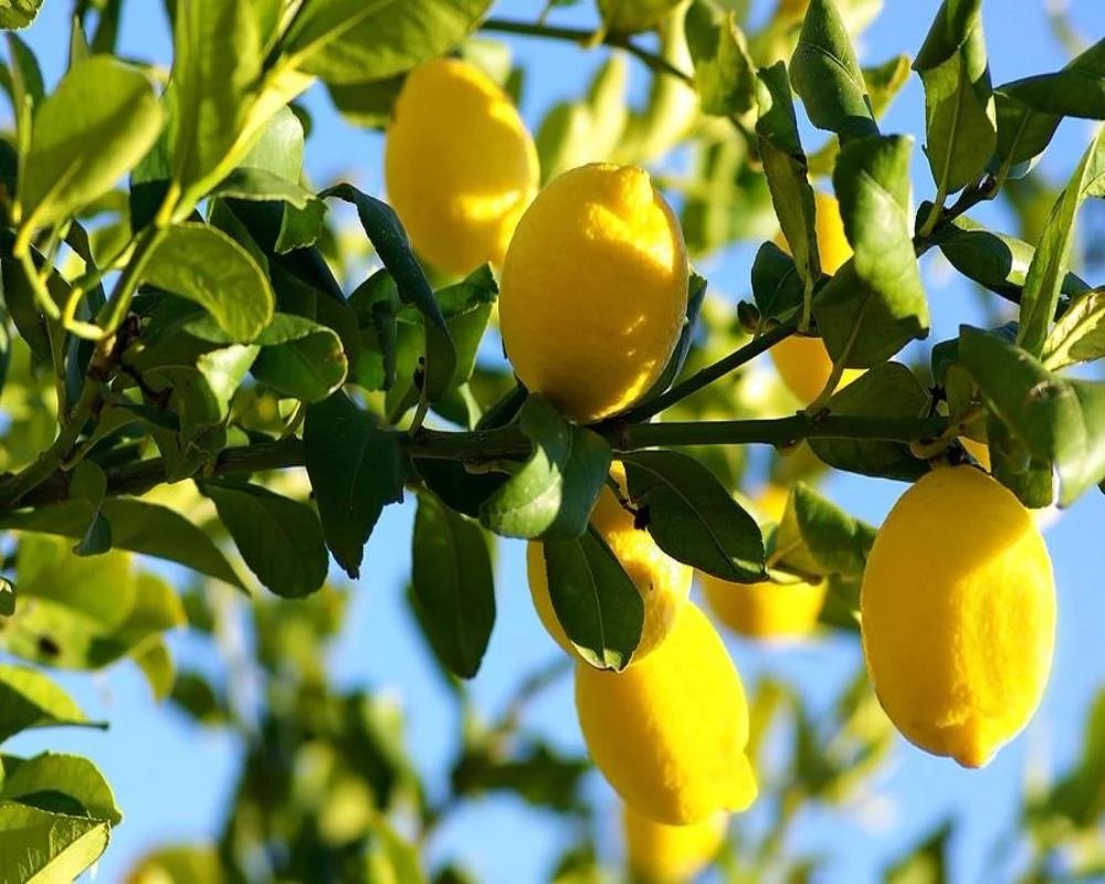 100%natural And Plant Woody Petitgrain Lemon Oil, for Aromatherapy