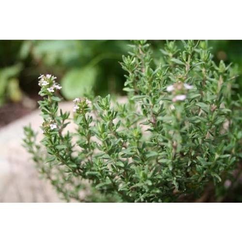 Thyme Oil-H