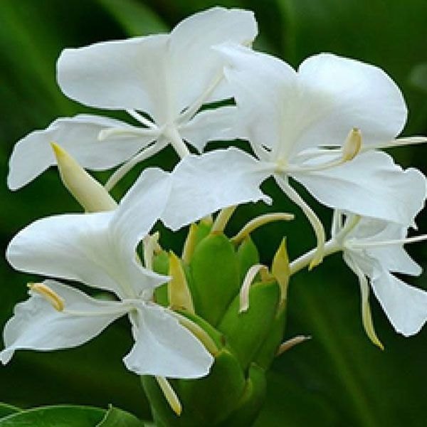 Ginger Lily Oil