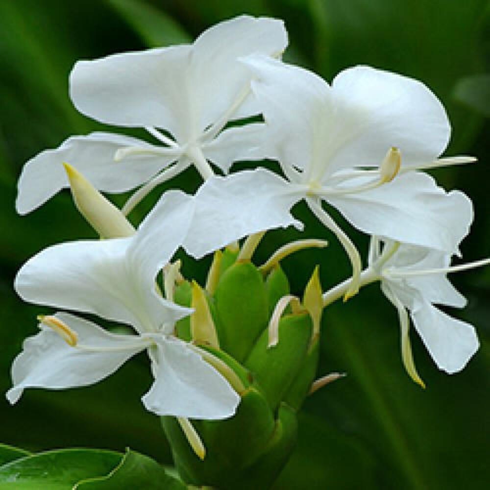 Sivaroma Hedychium Spicatum White Ginger Lilly Absolute