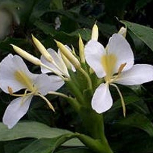 Katyani Exports Steam Distillation Ginger Lily Oil, for Aromatherapy