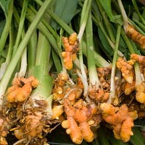 Hedychium Spicatum Ginger Lily Oil, For Aromatherapy