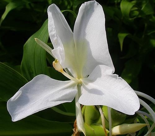 KS Essentials Hedychium Spicatum Ginger Lily Oil, For Skin Care