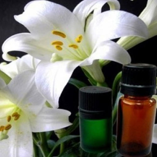 Ginger Lily Absolute Oil