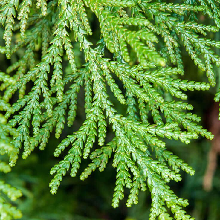 Cedar Leaf Essential Oil