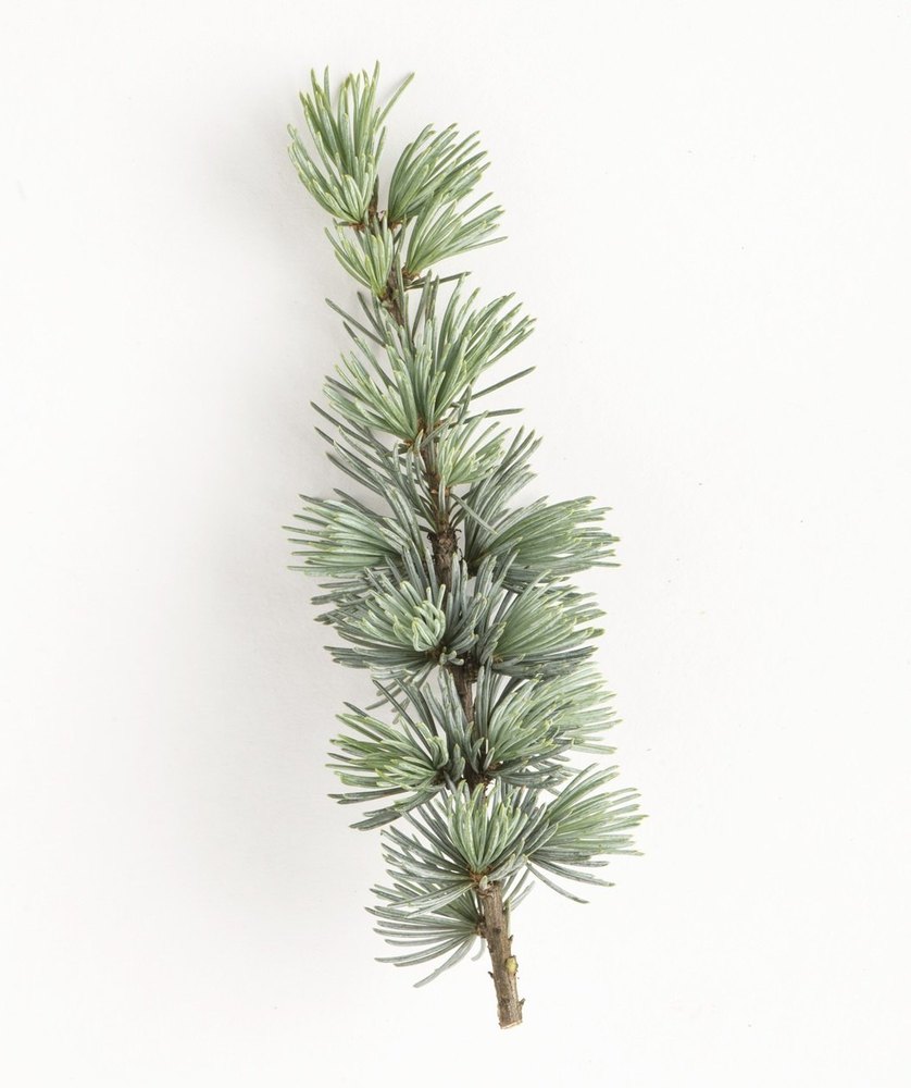 Steam Distillation Atlas Cedar Oil, For skin care, Leaves