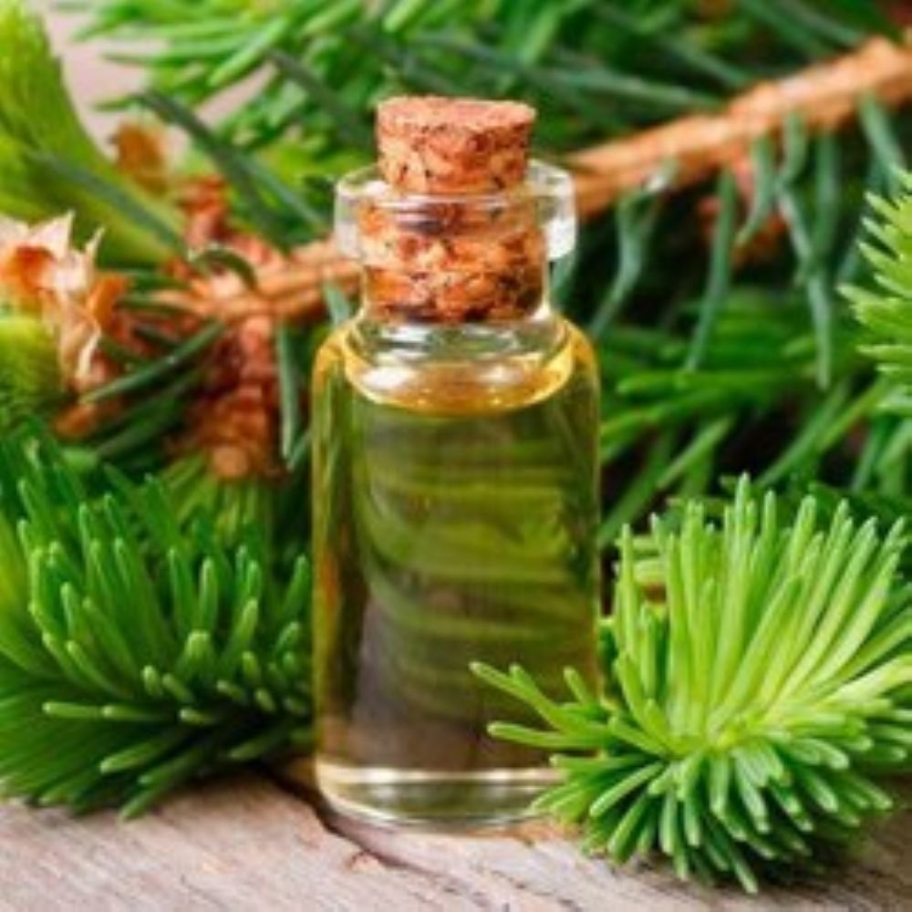 Steam Distillation Cedar Leaf Oil, Fresh Leaves & Twigs