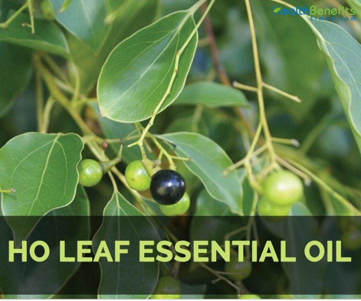 Ho Leaf Oil, For Leaves, twigs, Packaging Size: 1 Litter Aluminium Bottle