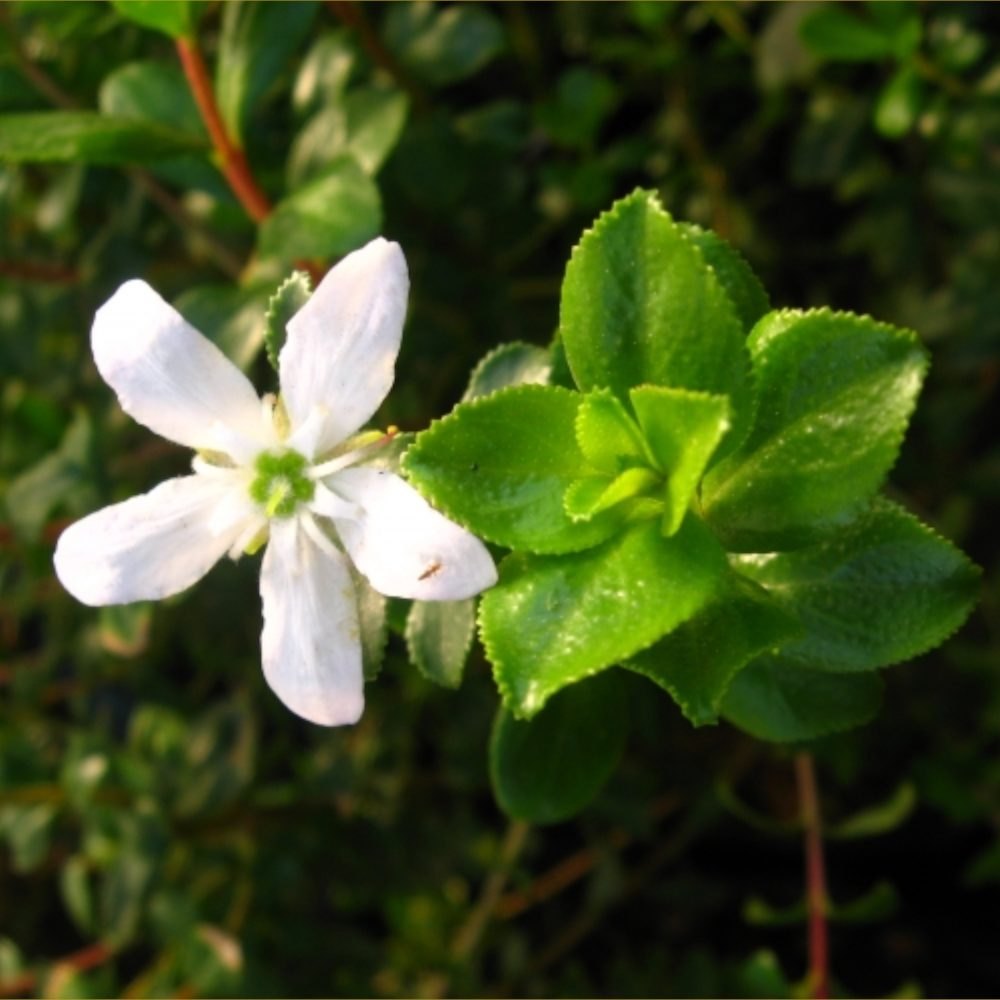 Liquid form Agathosma betulina Buchu Oil, For Aromatherapy