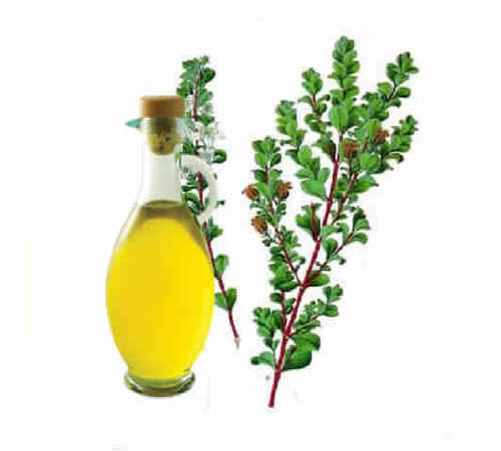 Agathosma Betulina Cold Pressed Buchu Leaf Oil