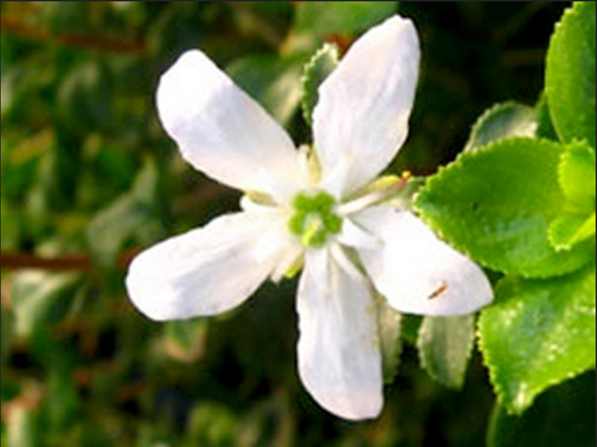 Buchu Essential Oil