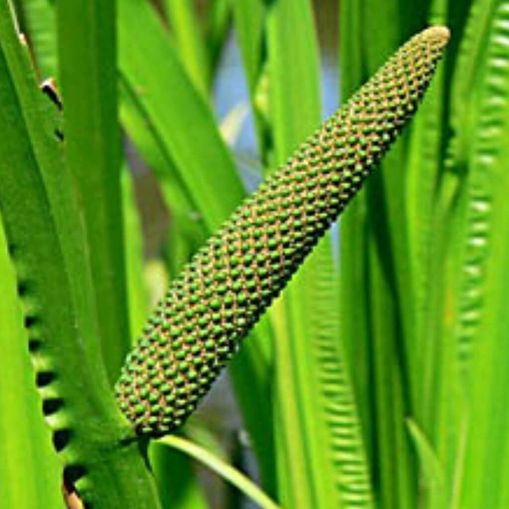 Calamus Oil