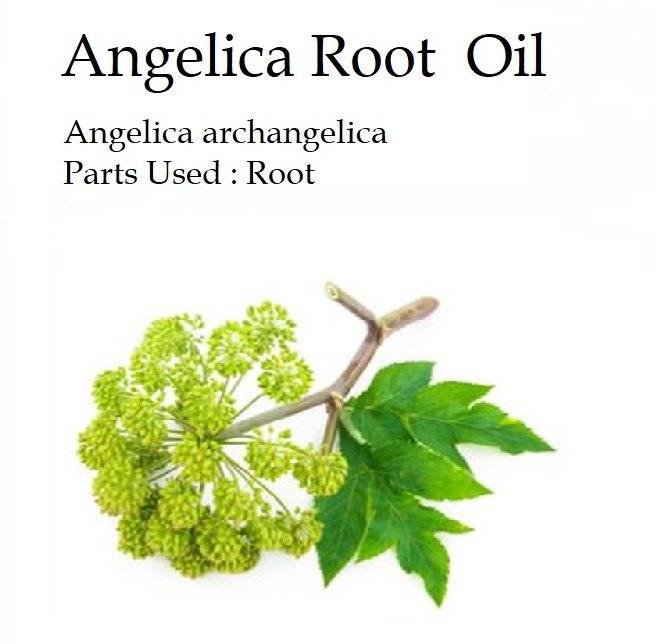 100% Liquid Angelica Root Essential Oil, For Fragrance