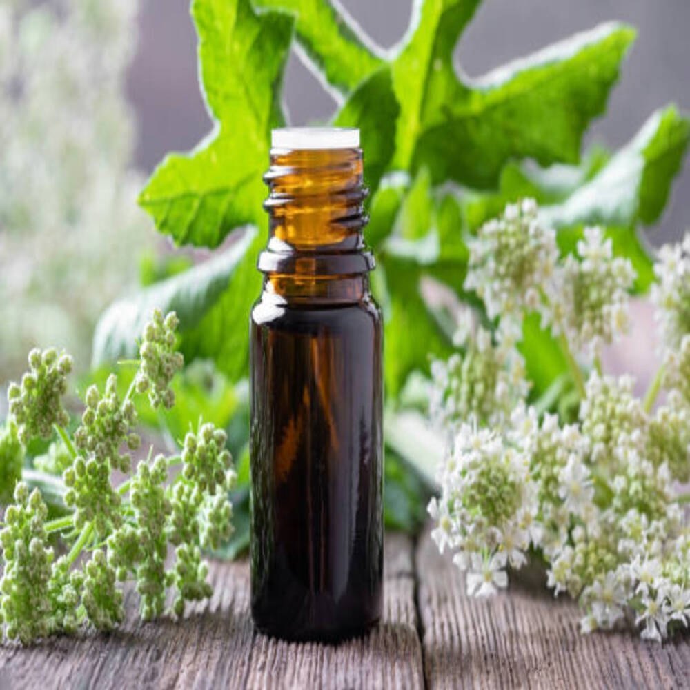 Natural Angelica Root Oil