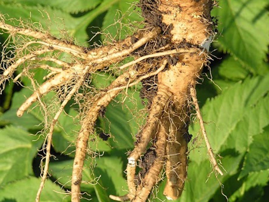 99% Anglica Root Oil