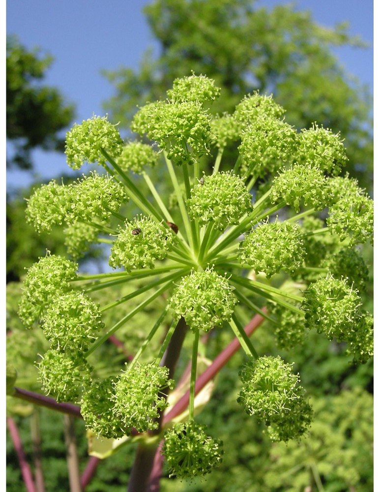 99.9% Angelica Root Oil