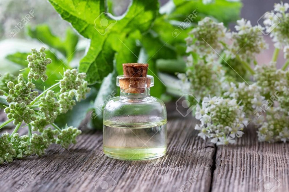 100% Angelica Oil, For Pharma, Natural