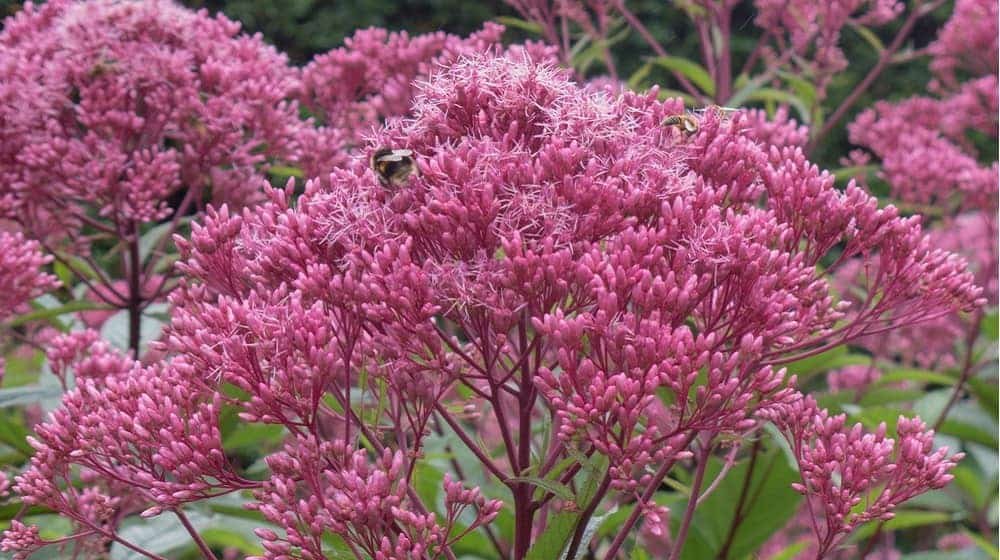 Angelica Essential Oil for Skin Care