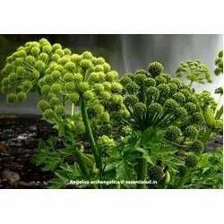 Angelica Root Oil