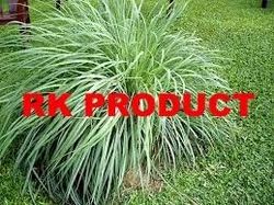 Citronella Oil