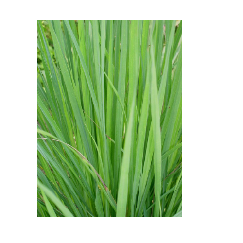 Lemon Grass Oil