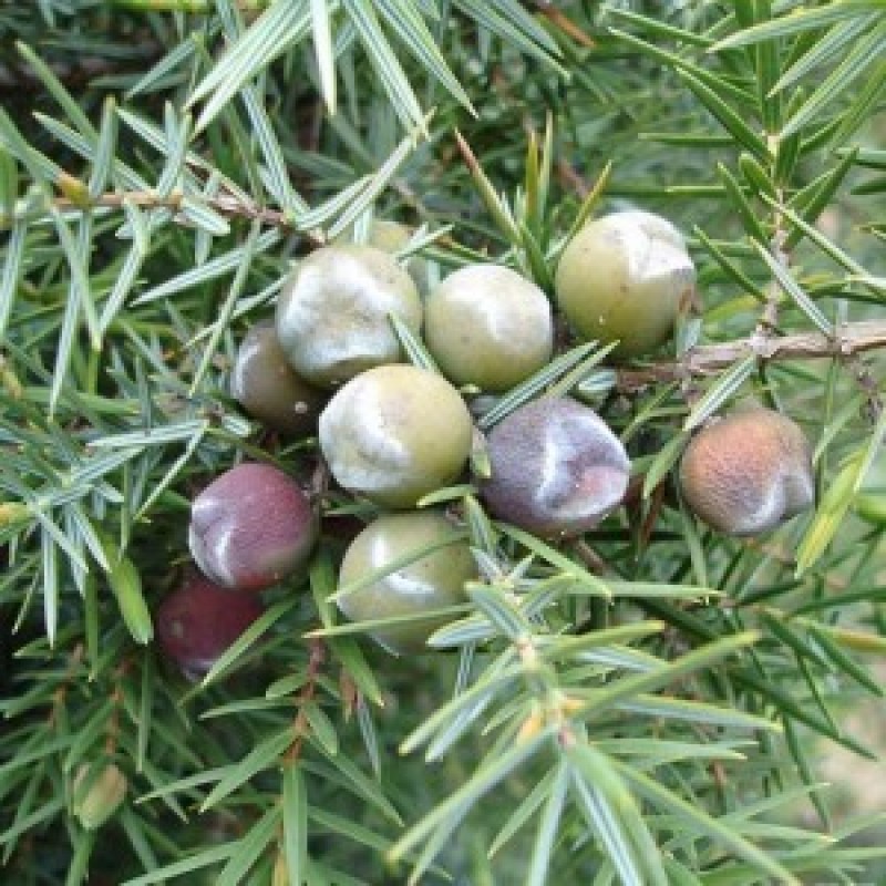 Cade Rectified Essential Oil