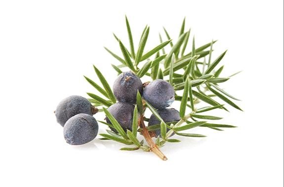 Cade Essential Oil, For Cosmetic, Wood And Twigs