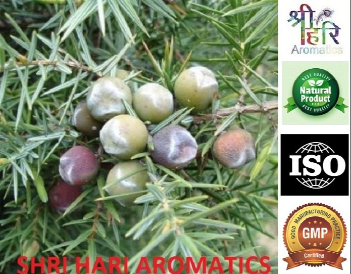 Steam Distillation Juniperus Oxycedrus Cade Oil, For Cosmetics