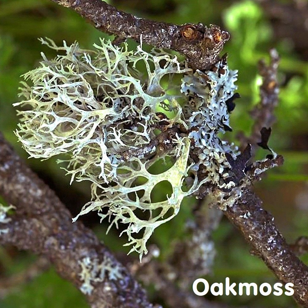 Oakmoss Essential Oil