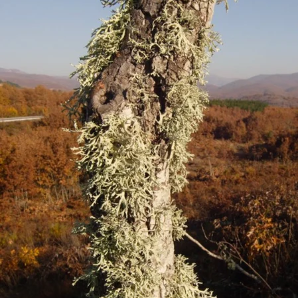 Oakmoss Essential Oil