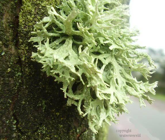 Oakmoss Oil