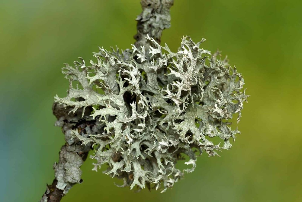 Oakmass Oil